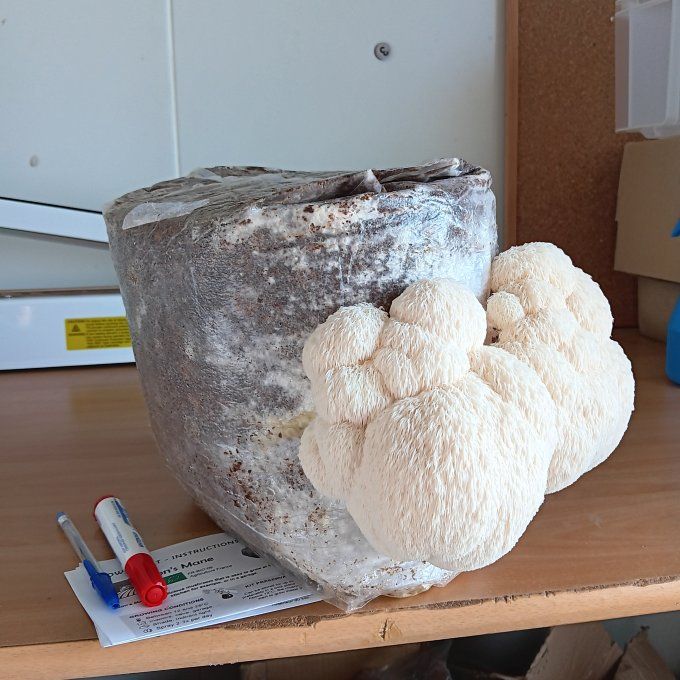 Ballot de culture 4,5kg : Lion's Mane bio