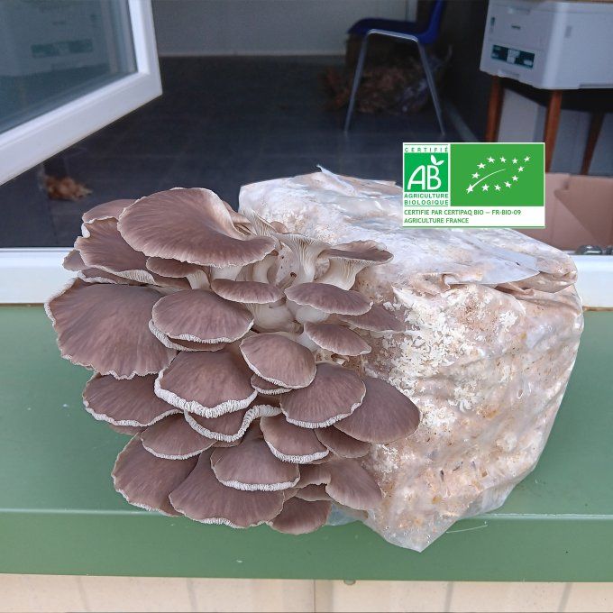Kit de culture 2,2 kg : Pleurote pulmo bio