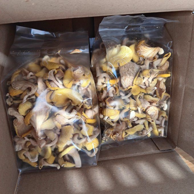 Pleurote jaune bio - 80g