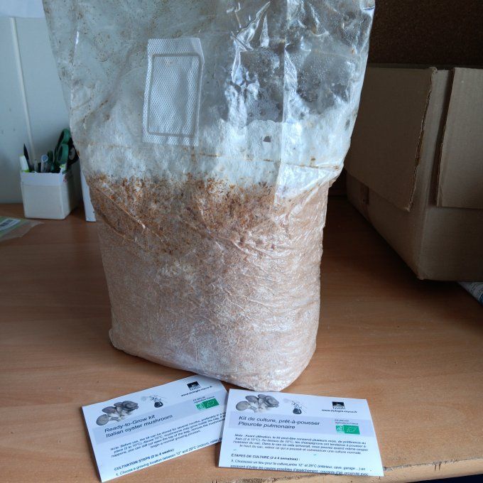 Ballot de culture 3,5kg : Pleurote gris bio