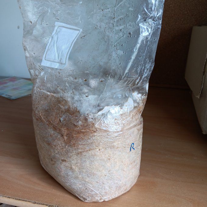 Ballot de culture 3,5kg : Pleurote rose bio