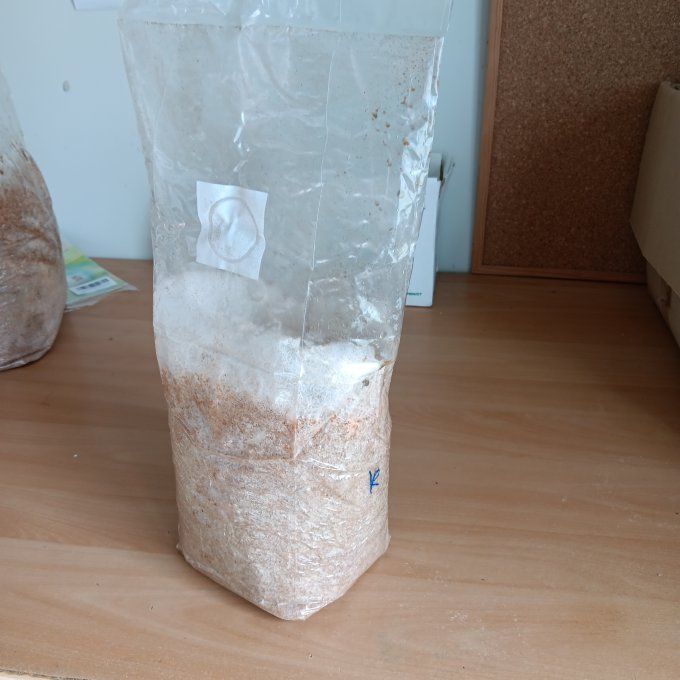 Kit de culture 1,25kg : Pleurote rose bio