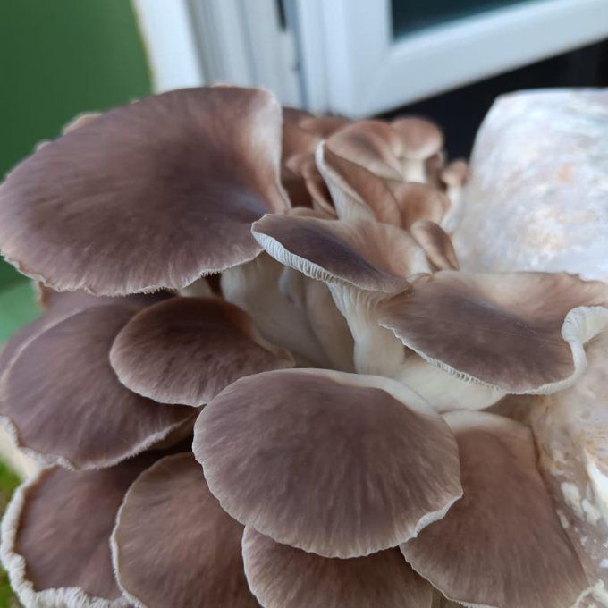 Ballot de culture 3,5kg : Pleurote gris bio