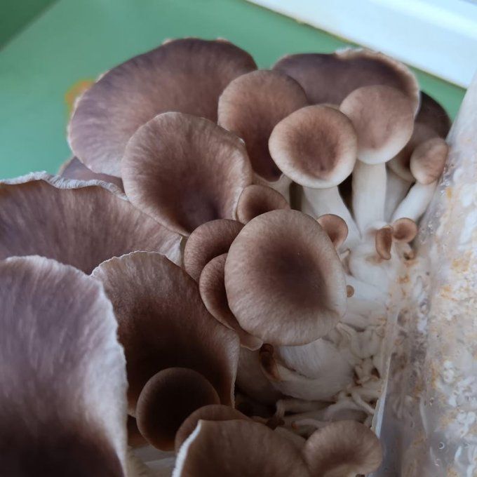 Ballot de culture 3,5kg : Pleurote gris bio