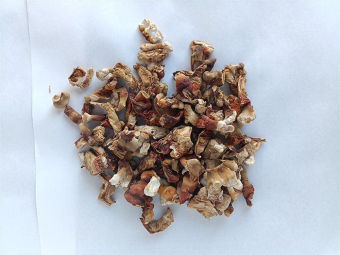 Reishi séché bio 25g
