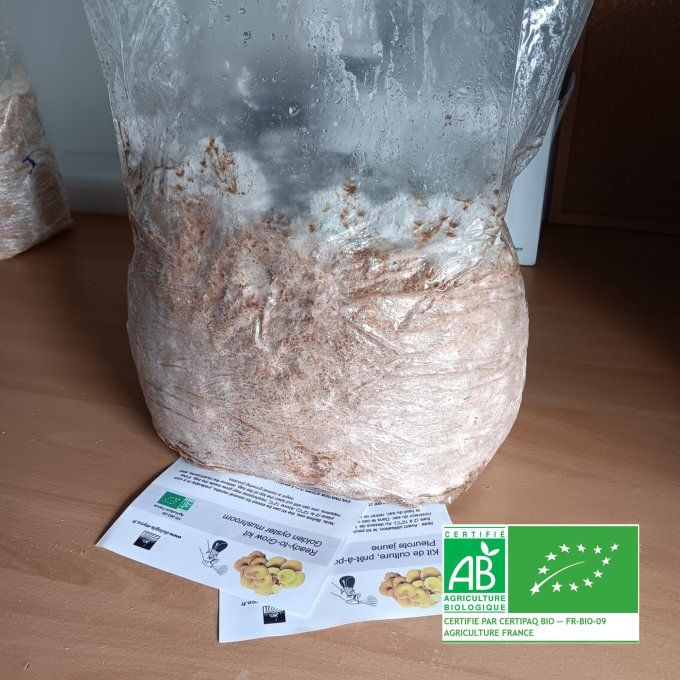 Ballot de culture 3,5kg : Pleurote jaune bio