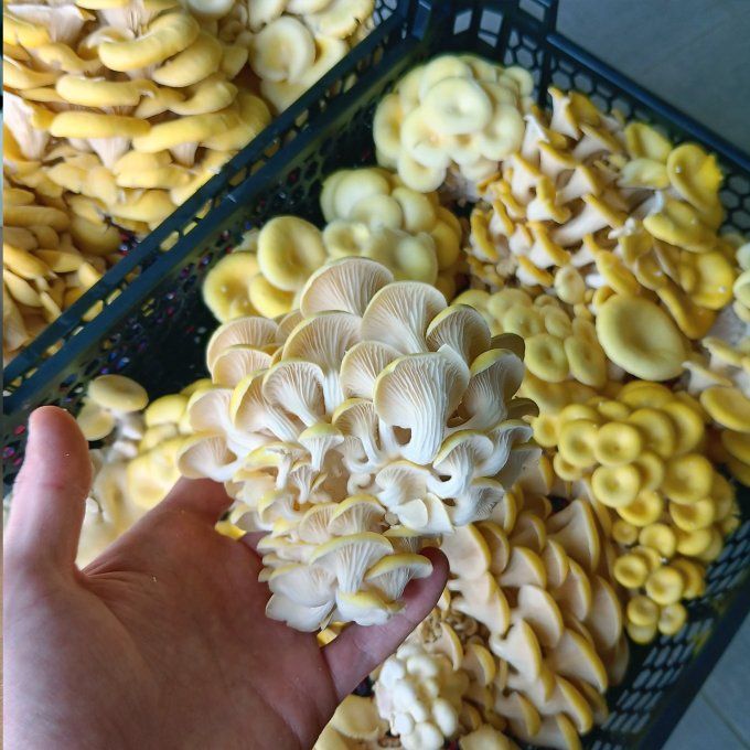 Ballot 3,5kg : Pleurote jaune bio