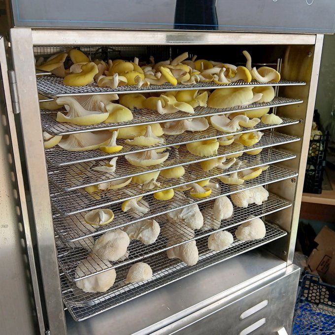 Pleurote jaune bio - 70g
