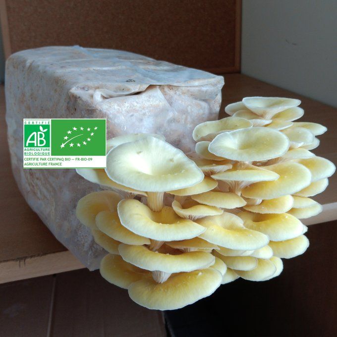 Kit de culture 1,25kg : Pleurote jaune bio