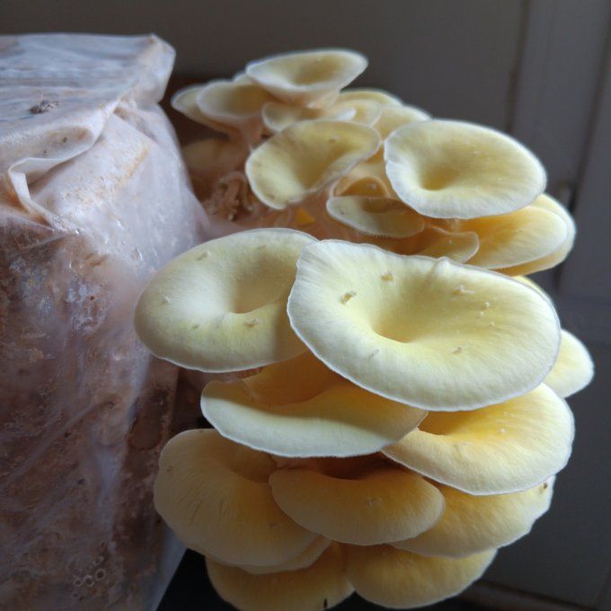 Kit de culture 2,2 kg : Pleurote jaune bio