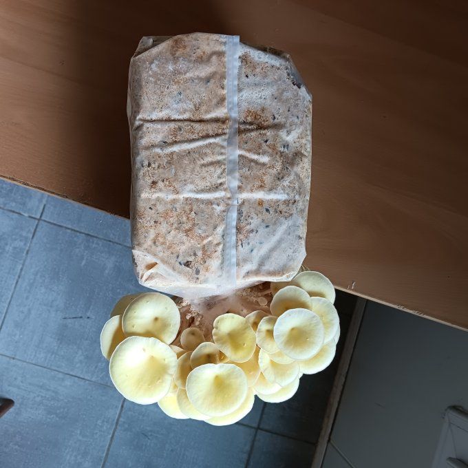 Kit de culture 2,2 kg : Pleurote jaune bio