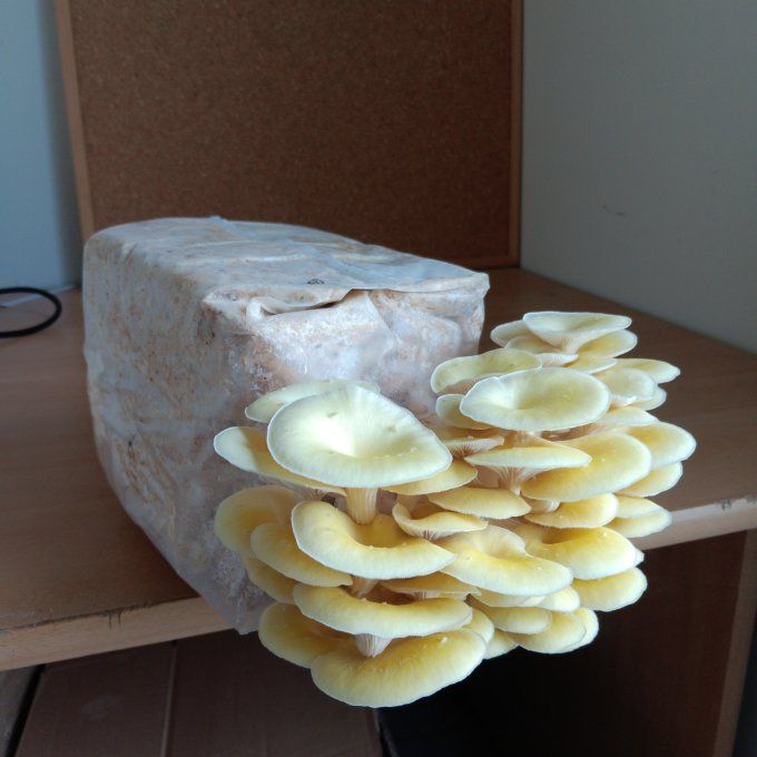 Kit de culture 2,2 kg : Pleurote jaune bio