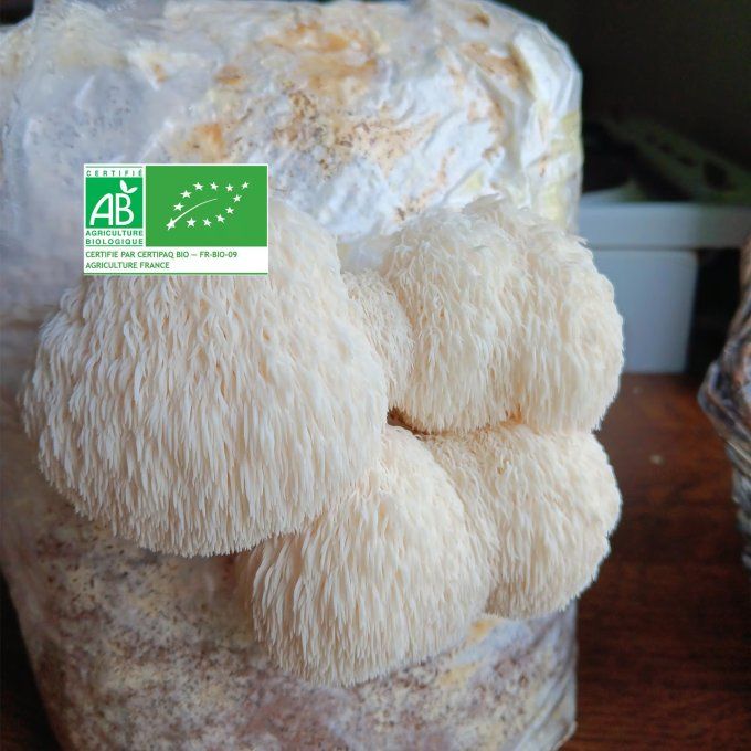 Lot de 3 kits : Lion's mane, Pleurote jaune, Pleurote gris