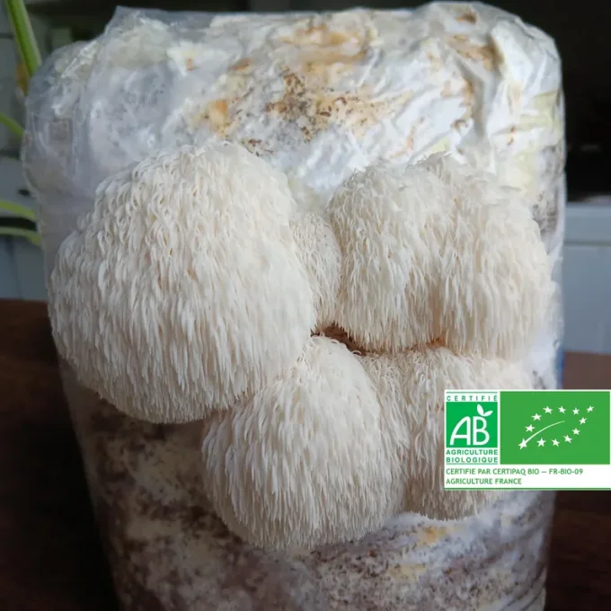 Lion's mane bio - KIT DE CULTURE