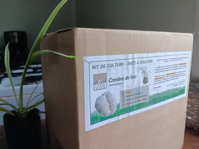 Lion's mane bio - KIT DE CULTURE