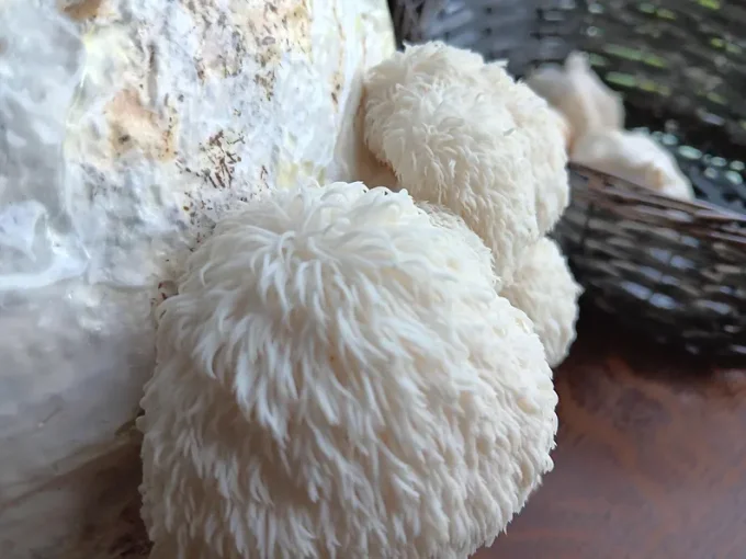 Lion's mane bio - KIT DE CULTURE