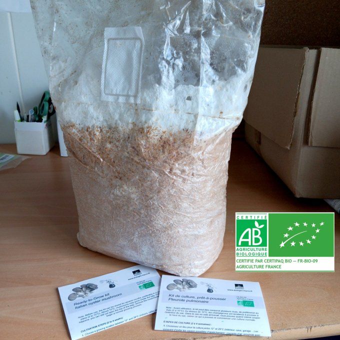 Ballot de culture 3,5kg : Pleurote gris bio