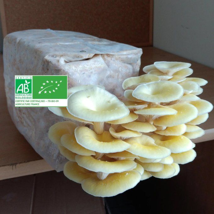 Lot de 3 kits : Lion's mane, Pleurote jaune, Pleurote gris