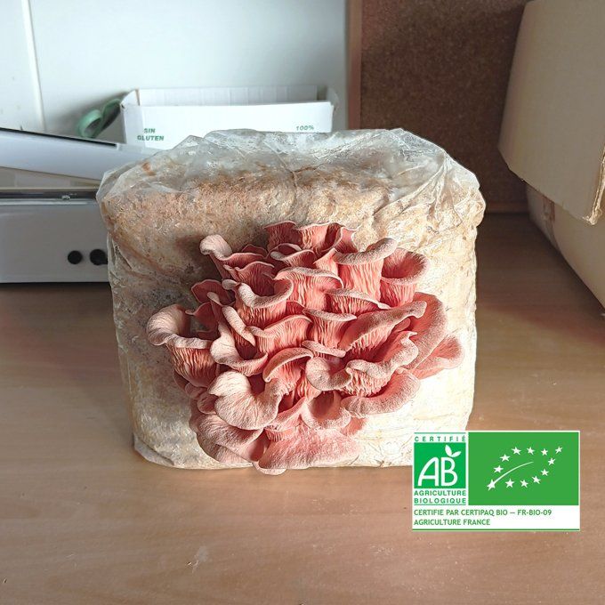 Ballot de culture 3,5kg : Pleurote rose bio