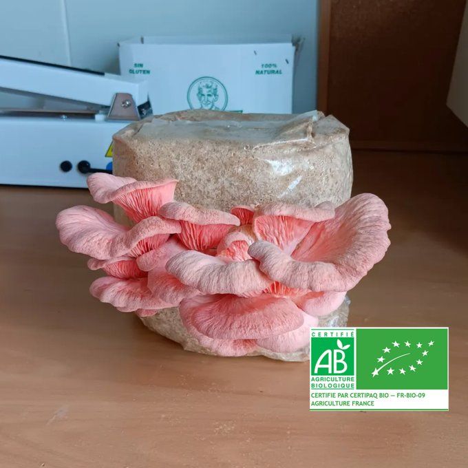 Kit de culture 1,25kg : Pleurote rose bio