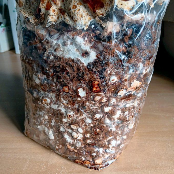 Kit 1,5kg : Shiitakés bio