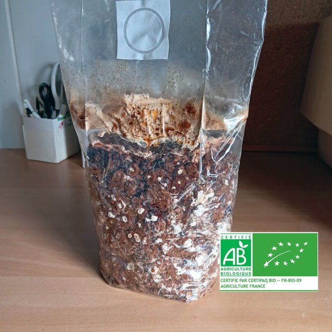 Kit de culture 1,6kg : Shiitakés bio