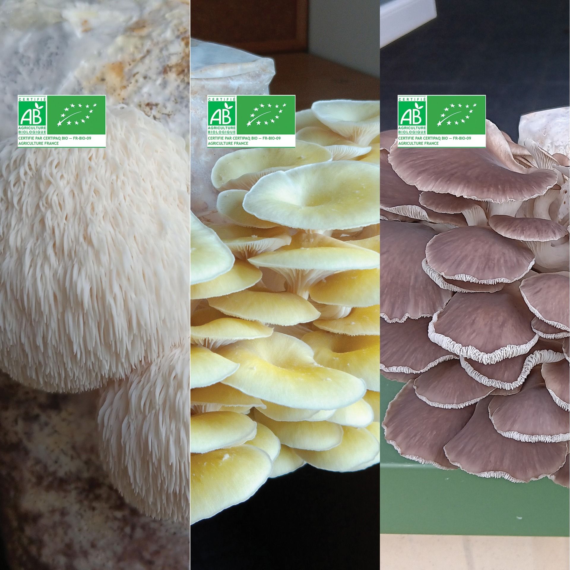 Lot de 3 kits : Lion's mane, Pleurote jaune, Pleurote gris