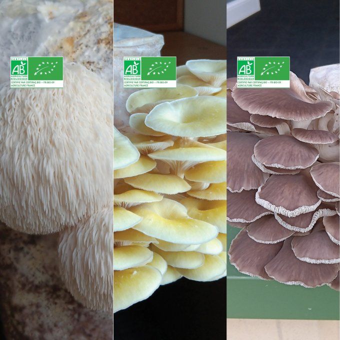 Lot de 3 kits : Lion's mane, Pleurote jaune, Pleurote gris